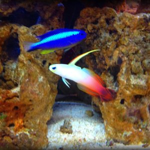 Neon Damselfish & Firefish