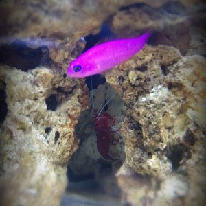 Purple Dottyback & Fire Shrimp
