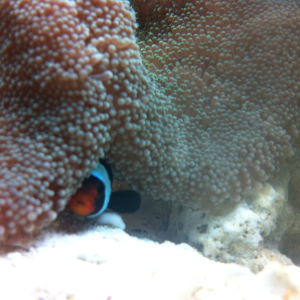 Black onyx percula clownfish under carpet anemone.