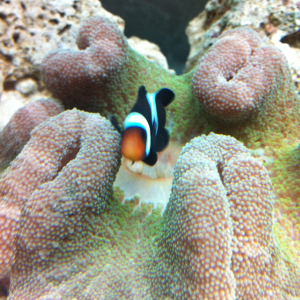 Black onyx  clownfish hosting the carpet anemone