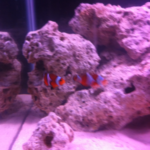 My first saltwater fish...Bonnie and Clyde