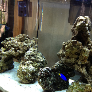 After two weeks I couldn't wait any longer and got two damselfish. (and re did the rocks)