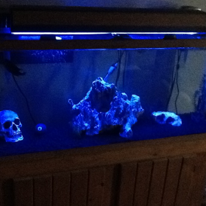 55g with the night light