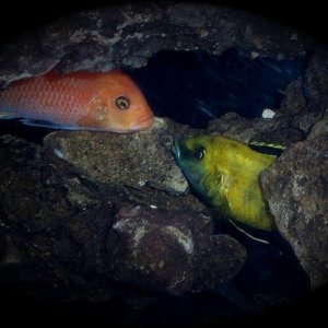 Punky and Mun arguing over a cave. 
Red Zebra and Yellow Lab males