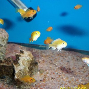 Yellow Lab and Red Zebra fry