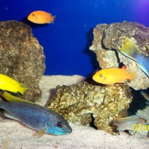 2-2.5" Juvies growing up with the adults. 
Juvies: Yellow Lab, Permutt, Red Zebra & Ice Blue.
Adults: Two 6" Acei