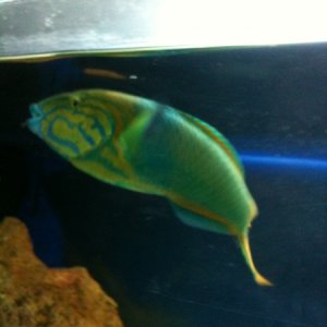 RIP Rainbow, my favorite Wrasse. There will never be another fish like you again.