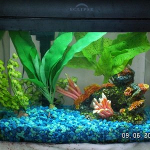 Tank with New Plants