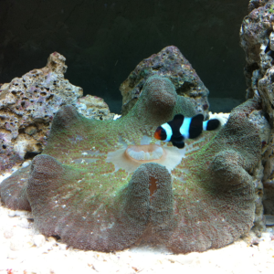 Black onyx hosting with his anemone
