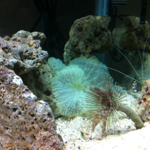 Neon green carpet anemone, Hawaiian feather duster, and banded coral shrimp.
