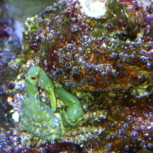 Emerald crab