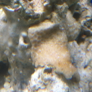 New Coral?