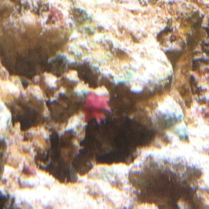 new coral?
