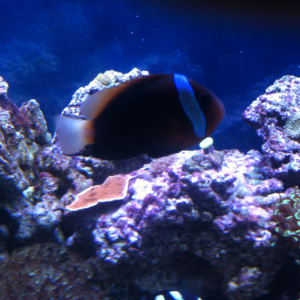 Cinnamon Clownfish (AKA Tomato Clownfish)