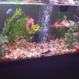 Redecorated 30 gal