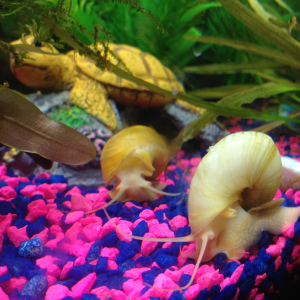 My huge snails