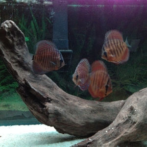 My office's Discus