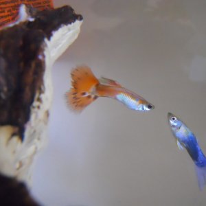 The red/orange guppy is Hamlet. He recently fell ill to either fin rot or an internal parasite and he's in a hospital tank. The blue guppy's name is L