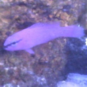 this is twitch. a strawberry dottyback
