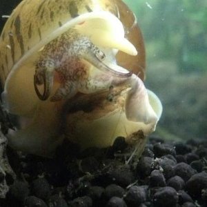 my apple snail attacked one of my shrimp