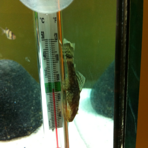 My BN hanging out on the thermometer