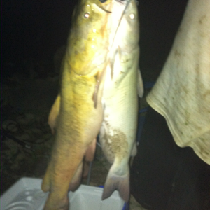 Flathead and channel catfish