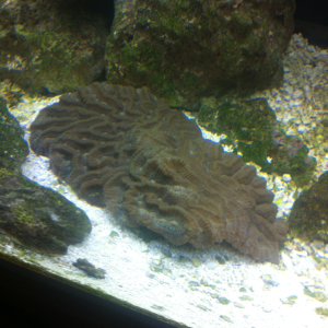 Some sort of brain coral I believe, green "arms" extend out of it