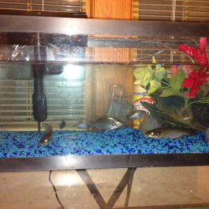My brother in law fresh water fish tank with channel catfish and white bass
