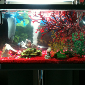 my first tank 60litre with 10 neon tetras