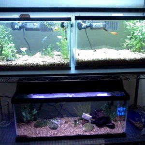 Wall unit... 2 10gals under Dual T5 2x28 6700K (just got it height may need adjusting). 1 10gal = Molly tank with R. Ludwigia, Bacop Monnieri, Bacop C