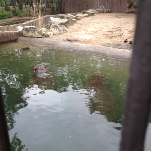 My hippo pond lol