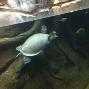 Soft shell turtle via Sedgwick county zoo