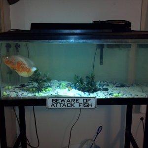 the front view of the tank