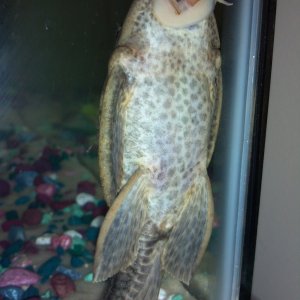 told you he is FAT!! and gets an algea wafer once a week!