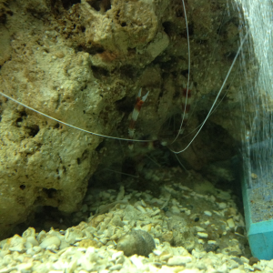 Fire shrimp hanging out