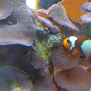 Clownfish eggs day 1