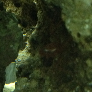 Hide n seek peppermint shrimp