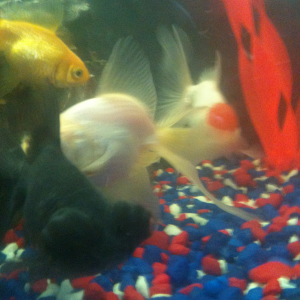 4/5 of my fancy goldfish two fantails oranda and black moor