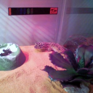 Lucy my Leopard Gecko