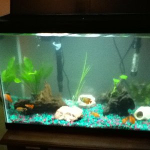 this is my 20 gallon from a few months ago.  Since taken, my catfish has eaten every fish in the tank except the gourami.