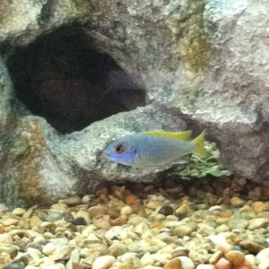 Yellow tail acei