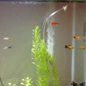 The original group of platies and guppies from my 10 gallon.