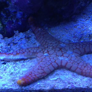 starfish1