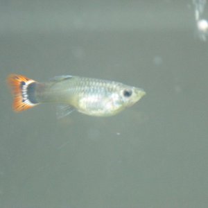 One of my pregnant guppies (junior)