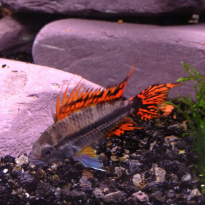 New Apisto - Super Red, in the tank 1 hour and already colouring up nicely.