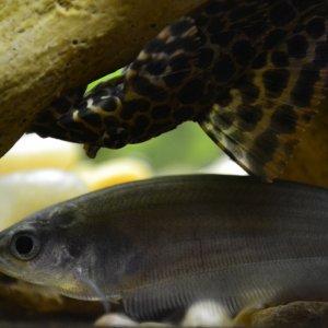 African Brown Knife Fish and a Leopard Sailfin Pleco
