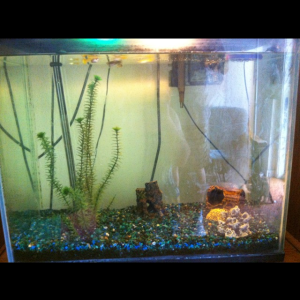 Pretty plain but I haven't really decided what to do with this tank. Guppies, Crayfish and new Mollies in this one.