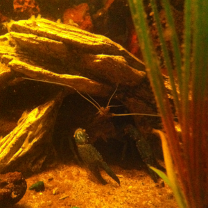 Mommy crayfish