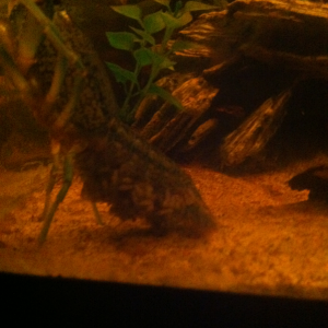 Mommy crayfish with babies