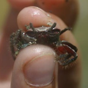 fiddler crab female
